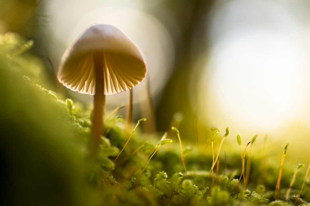 Beileidsgeschenke Natur