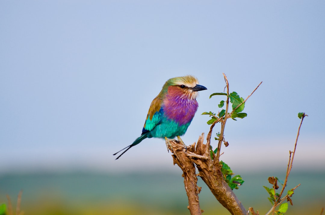 Vogelgeschenke Natur